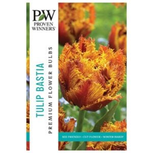 Tulip Fringed - Bastia - 8 Bulb Pack