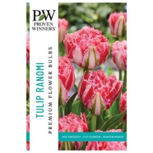 Tulip Fringed - Ranomi - 8 Bulb Pack