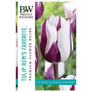 Tulip Triumph - Rem's Favorite - 8 Bulb Pack