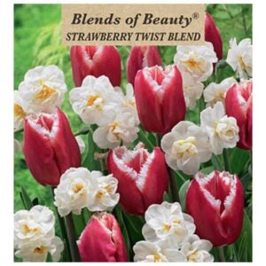 Strawberry Twist Blend - 15 Bulb Pack
