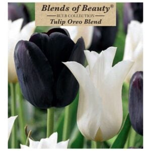 Tulip - Oreo Blend - 12 Bulb Pack