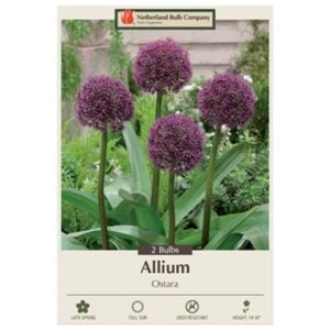 Allium - Ostara - 2 Bulb Pack