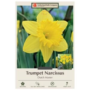 Narcissus Trumpet - Dutch Master - 7 Pack