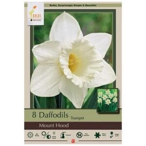 Narcissus Trumpet - Mount Hood - 7 Bulb Pack