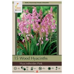 Hyacinthoides Hispanica - Wood Pink - 10 Bulb Pack