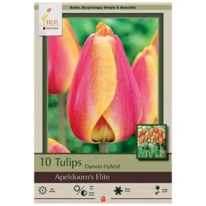 Tulip Darwin Hybrid - Apeldoorn's Elite - 7 Bulb Pack