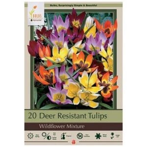 Tulip - Wildflower Mix - 15 Bulb Pack