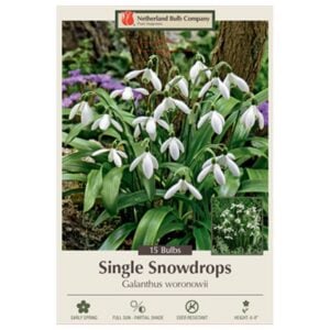 Galanthus Woronowii - Snowdrops - 15 Bulb Pack