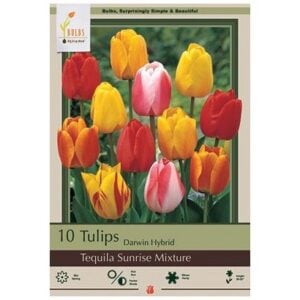 Tulip Darwin Hybrid - Tequila Sunrise Mix - 7 Bulb Pack