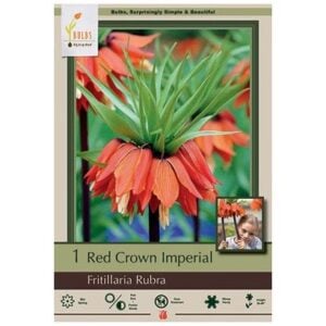 Fritillaria Imperialis - Rubra - 1 Bulb Pack