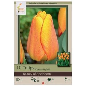 Tulip Darwin Hybrid - Beauty of Apeldoorn - 7 Bulb Pack