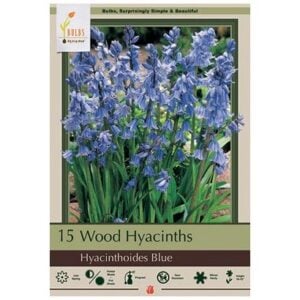 Hyacinthoides Hispanica - Wood Blue - 10 Bulb Pack