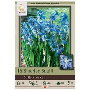 Scilla Siberica - Siberian Squill - 15 Bulb Pack