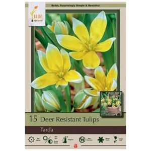 Tulip - Tarda - 15 Bulb Pack