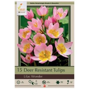 Tulip Bakeri - Lilac Wonder - 15 Bulb Pack