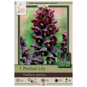 Fritillaria Persica - 1 Bulb Pack