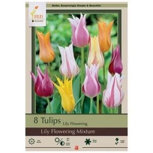 Tulip Lily Flowering Mix - 7 Bulb Pack