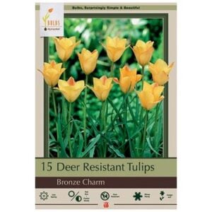 Tulip Batalinii - Bronze Charm - 15 Bulb Pack