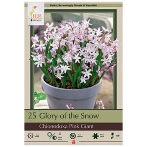 Chionodoxa Forbesii - Pink Giant - 20 Bulb Pack