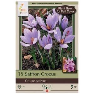 Saffron Crocus - Crocus Sativus - 12 Pack