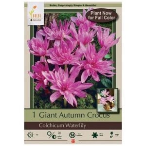 Giant Autumn Crocus - Colchicum Autumnale - Water Lily - 1 Bulb Pack