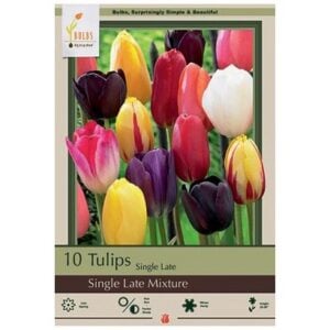Tulip Single Late Mix - 7 Bulb Pack