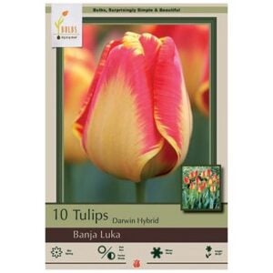 Tulip Darwin Hybrid - Banja Luka - 7 Bulb Pack