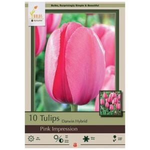 Tulip Darwin Hybrid - Red Impression - 7 Bulb Pack