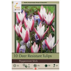 Tulip Clusiana - Peppermint Stick - 15 Bulb Pack