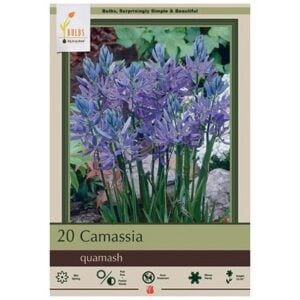 Camassia Quamash - 20 Bulb Pack