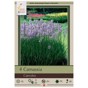 Camassia Leichtlini - Caerulea - 4 Bulb Pack
