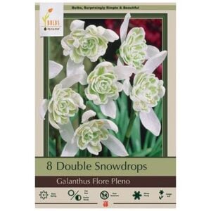 Galanthus Nivalis - Flore Pleno - 7 Bulb Pack
