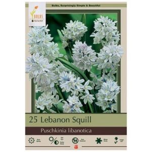 Puschkinia Libanotica - 20 Bulb Pack