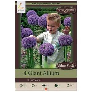 Allium - Gladiator - 4 Bulb Pack