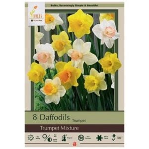 Narcissus Trumpet - Trumpet Mix - 7 Bulb Pack
