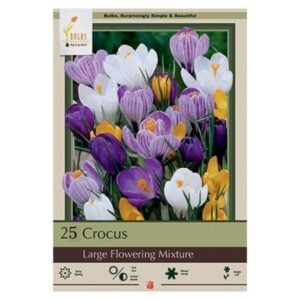 Crocus Large Mix - 30 Pack