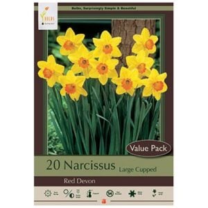 Narcissus Large Cupped - Red Devon - 16 Bulb Pack