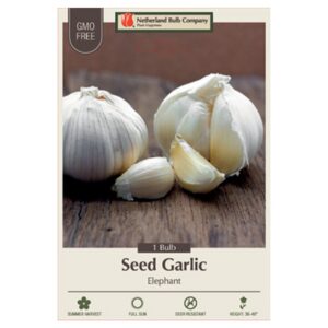 Garlic – Elephant – 1 Bulb Pack
