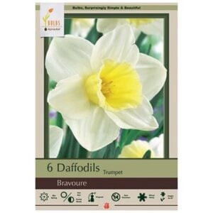 Narcissus Trumpet - Bravoure - 7 Bulb Pack