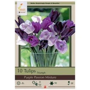 Tulip Triumph - Purple Passion Mix - 7 Bulb Pack