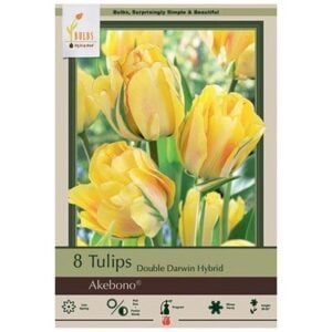 Tulip Double Darwin Hybrid - Akebono - 7 Bulb Pack