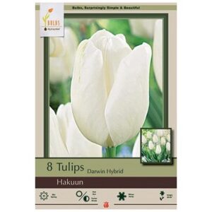 Tulip Darwin Hybrid - Hakuun - 7 Bulb Pack