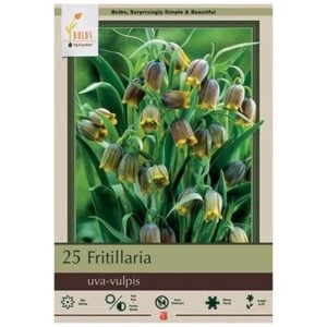 Fritillaria Uva Vulpis - 20 Bulb Pack