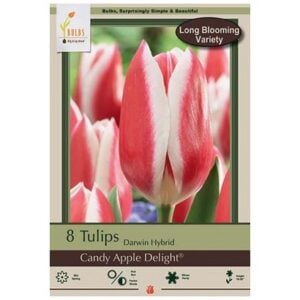Tulip Darwin Hybrid - Candy Apple Delight - 7 Bulb Pack