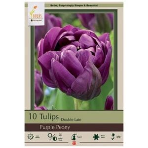 Tulip Double Late - Purple Peony - 7 Bulb Pack