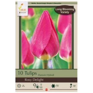 Tulip Darwin Hybrid - Rosy Delight - 7 Bulb Pack