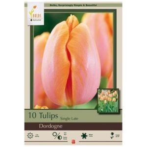 Tulip Single Late - Dordogne - 7 Bulb Pack