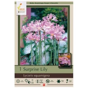 Lycoris Squamigera - 1 Bulb Pack