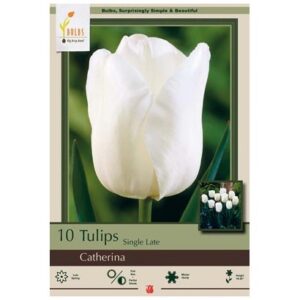 Tulip Single Late - Catherina - 7 Bulb Pack