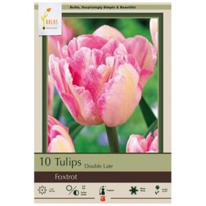 Tulip Double Late - Foxtrot - 7 Bulb Pack